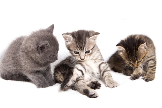 Close-up of kitten against white background