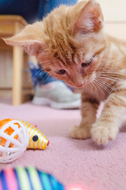 Foto close-up di un gattino sul tappeto a casa