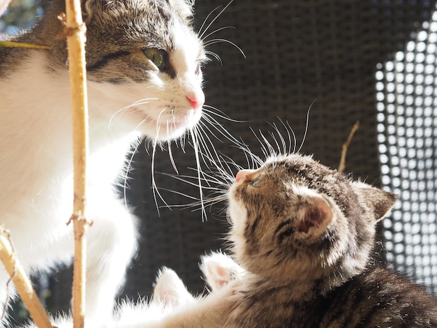 Foto close-up di un gattino che guarda un gatto