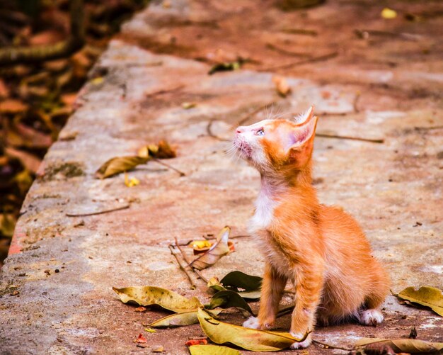 Photo close-up of kitten looking up