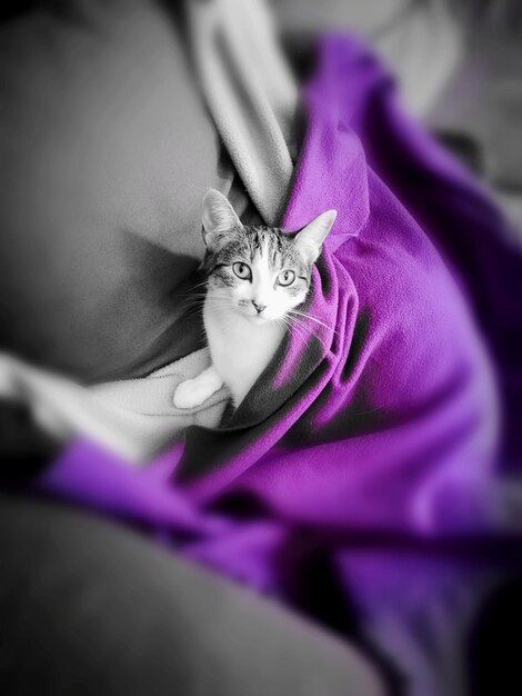 Close-up of kitten on purple