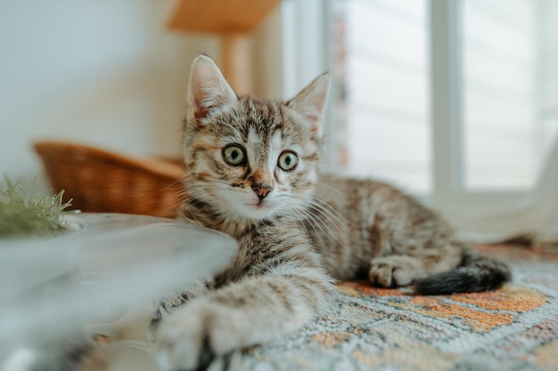 close-up of kitten relaxing on carpet at home