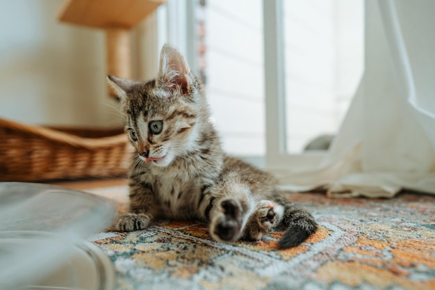 Foto close-up di un gattino che si rilassa sul tappeto a casa