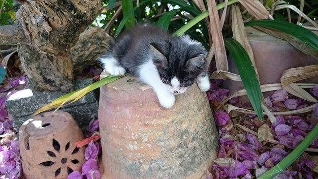 Close-up di un gattino seduto su un vaso di fiori