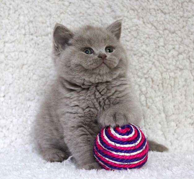 Photo close-up of kitten sitting