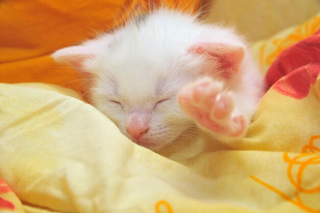 Close-up of kitten sleeping on bed