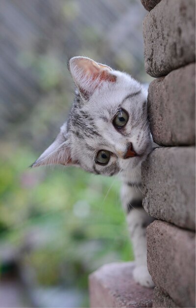 Foto close-up di un gattino sulla parete