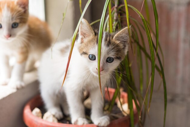 Photo close-up of a kitten