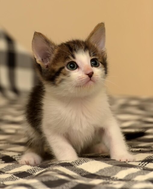 Photo close-up of kitten