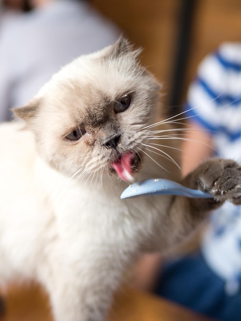 Foto prossimo piano del gattino