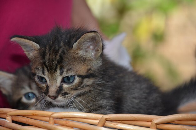 Close-up of kitten