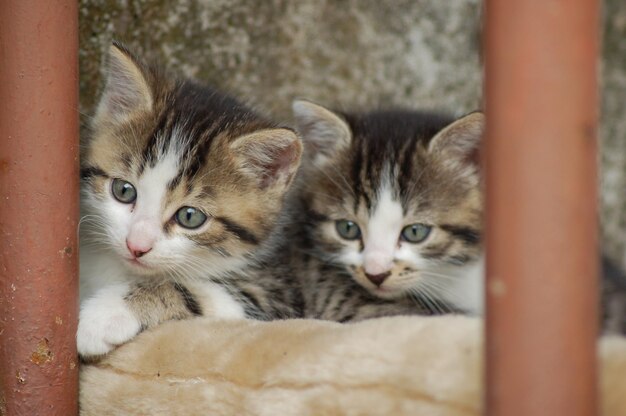 Photo close-up of kittens by wall