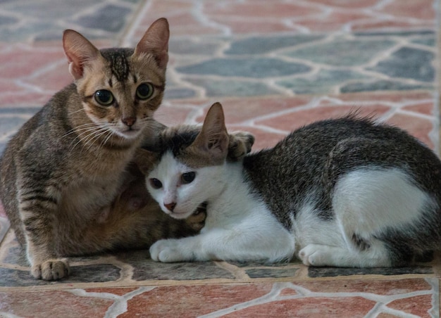 Photo close-up of kittens on floor