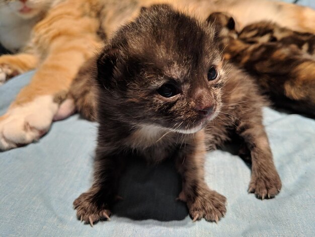 Close-up of kittens kitten