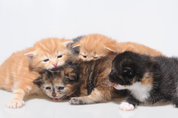 Photo close-up of kittens and puppy against white background