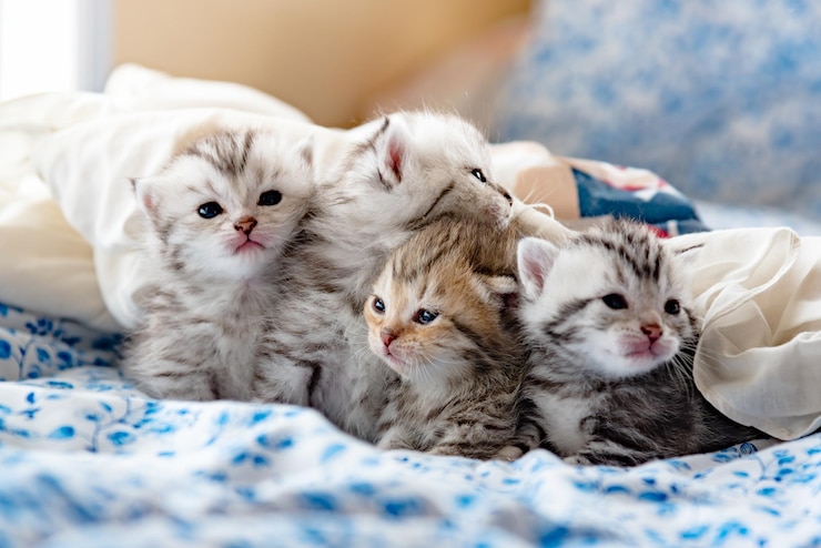 Photo close-up of kittens resting on bed