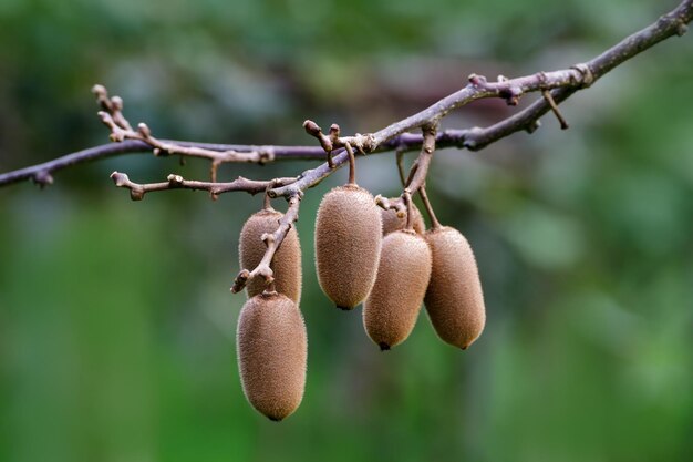 Close-up of kiwis on tree