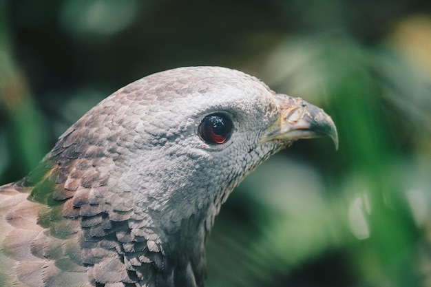 Close-up klauw van Oosterse wespendief Pernis ptilorhynchus roofvogel