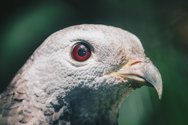 Close-up klauw van Oosterse wespendief Pernis ptilorhynchus roofvogel