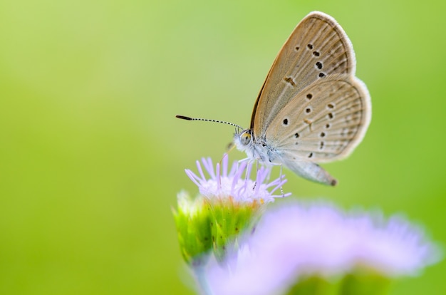 Close-up kleine bruine vlinder die de nectar eet op de bloem van gras, een van de kleinste vlinders ter wereld, Tiny Grass Blue of Zizula hylax hylax