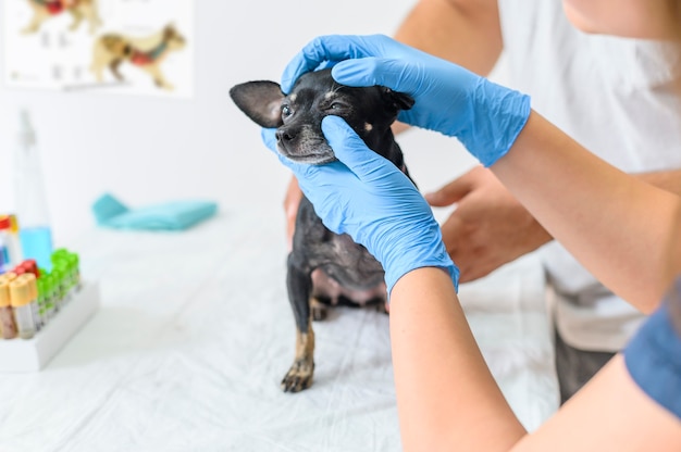 Close-up kleine hond onderzocht door dierenarts arts in kliniek diagnose en behandeling van dieren