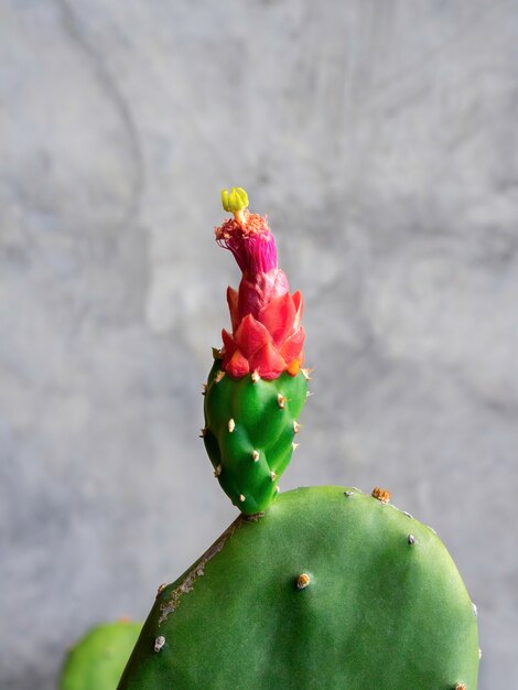 Close-up kleine mooie groeiende rode cactus bloemknoppen op groene cactus plant op grijze betonnen muur, verticale stijl.