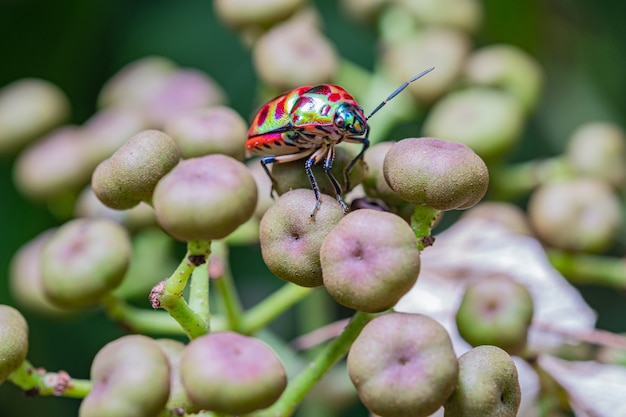 Close-up kleurrijk insect op installatie in het wild natuur.