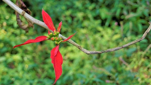 Close-up kleurrijke bladeren van Euphorbia pulcherrima ook bekend als Poinsettia of kerstbloem
