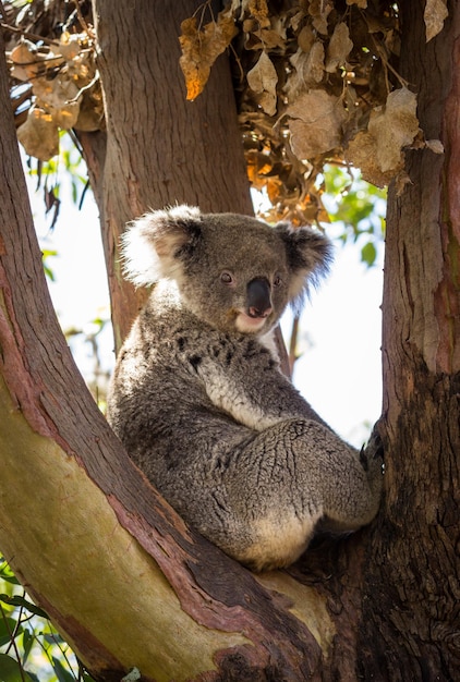 Close up of Koala bear in tree
