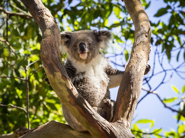 Close up of Koala bear in tree