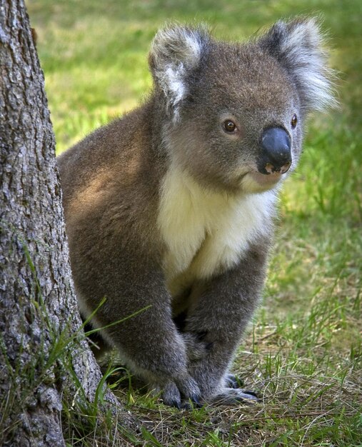 Foto close-up di un koala seduto accanto al tronco di un albero