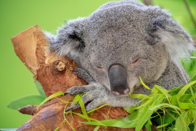 Foto close-up di un koala che dorme su un albero