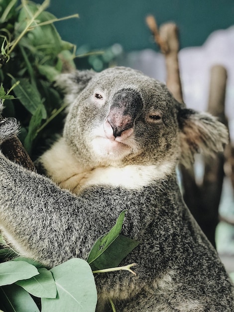 close-up of koala standing by plants