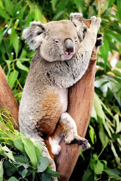 close-up of koala on tree trunk