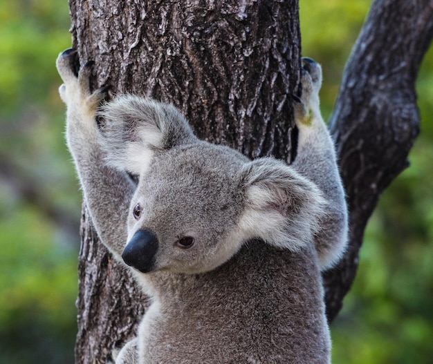 Foto prossimo piano del koala sull'albero