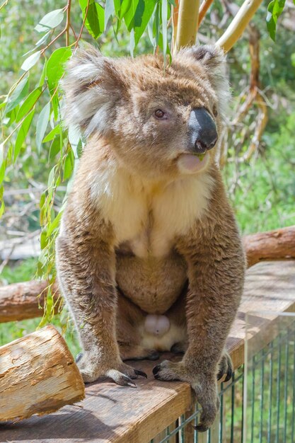 Foto un primo piano del koala sul legno