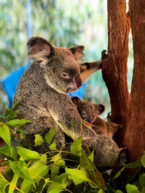 Close-up of koalas sitting on tree