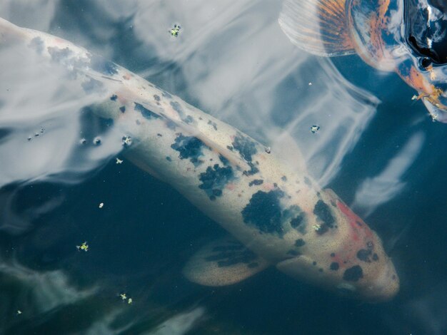 Close-up of koi carp swimming in a pond