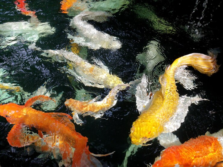 Photo 靠近海中游泳的海<unk>