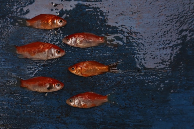 Photo close-up of koi fish in sea