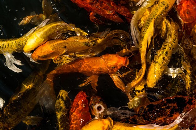 Photo close-up of koi fish in sea