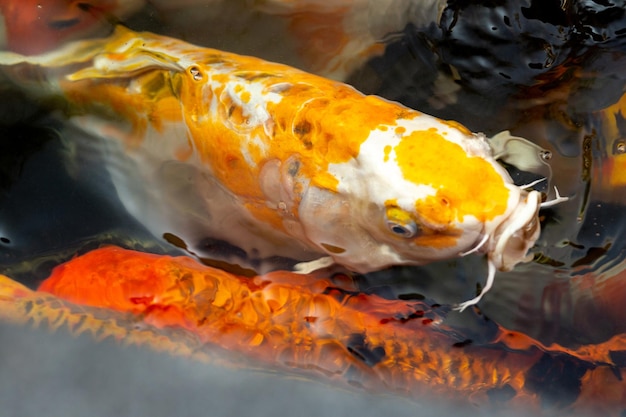 Foto prossimo piano di pesci koi in acqua