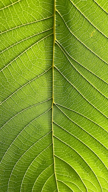 Close-up kratom blad Groene blad achtergrond