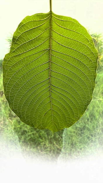 Close up kratom leaf Green leaf background