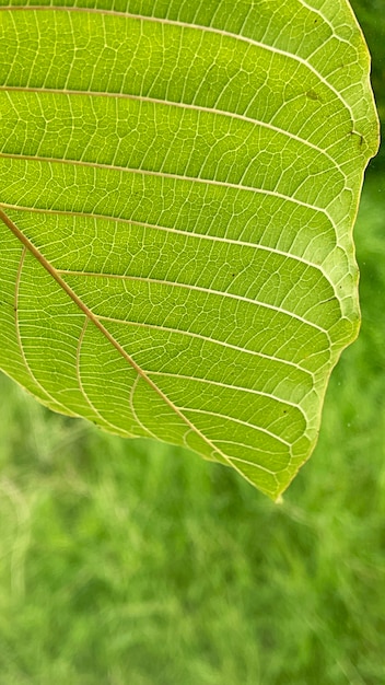 Close up kratom leaf Green leaf background