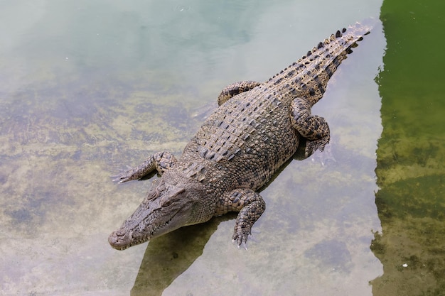 Close-up krokodil is actieshow hoofd in tuin