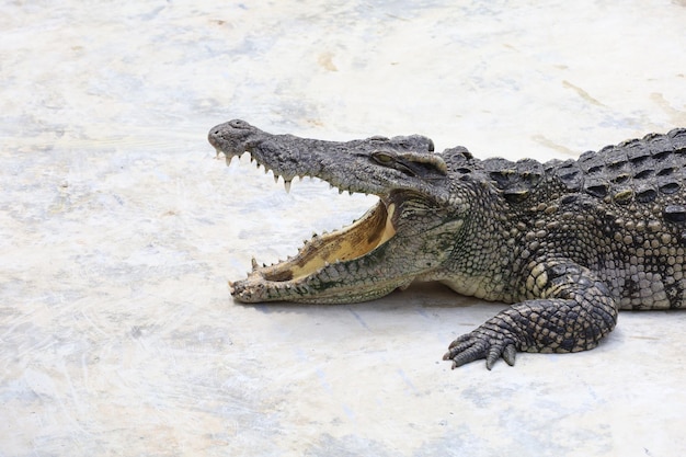 Close-up krokodil met grote kop is een gevaar voor dieren in het wild