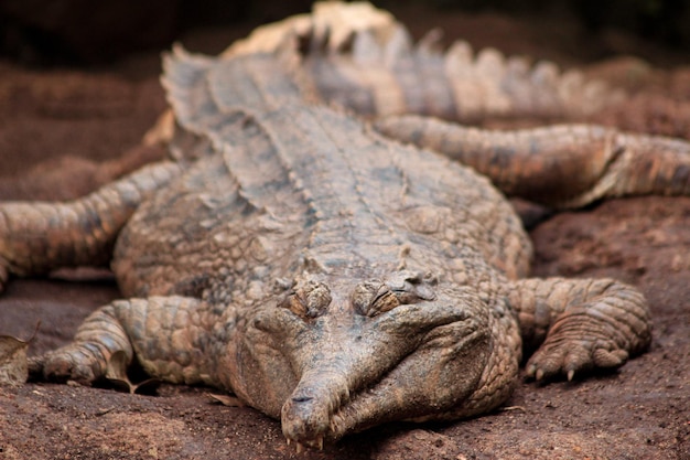 Close-up krokodil tijdens het zonnebaden