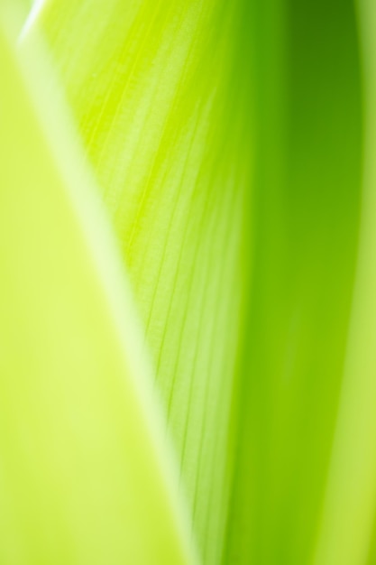 Close-up laat groene kleur en wazige groene achtergrond