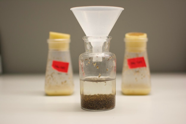 Foto close-up di attrezzature di laboratorio su tavolo con due bottiglie di plastica e una di vetro per l'uso delle mosche
